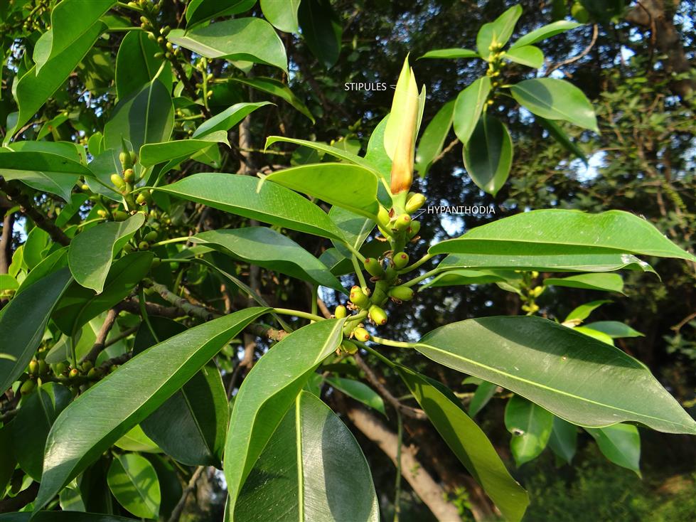 Ficus elastica